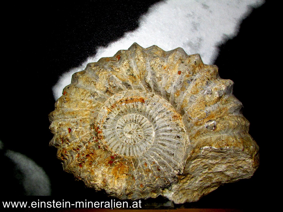 Ammonit 0,851kg